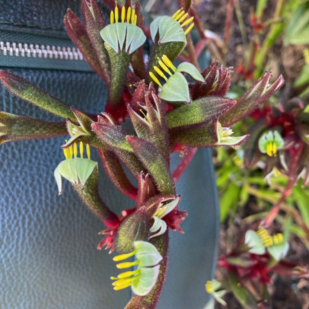 Samantha bag next to Kangaroo Paw flower
